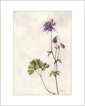 1900s Columbine Botanical Illustration — HONEST MAGAZINE